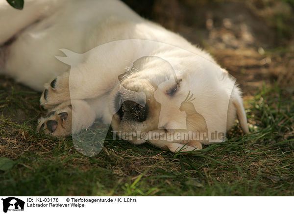 Labrador Retriever Welpe / Labrador Retriever Puppy / KL-03178