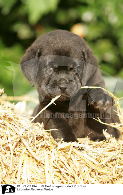 Labrador Retriever Welpe / Labrador Retriever Puppy / KL-03194