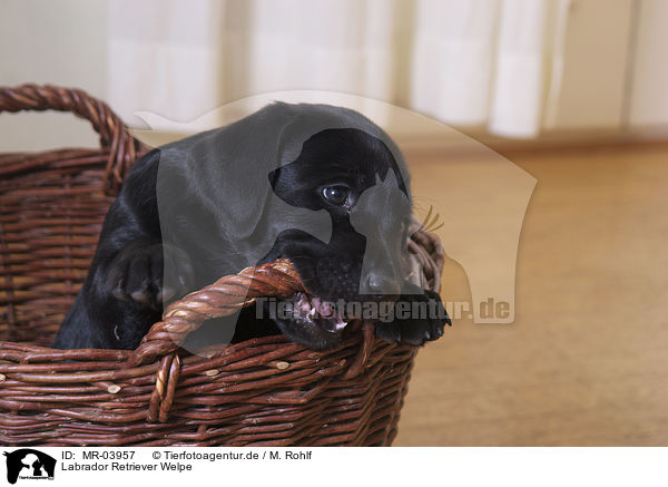 Labrador Retriever Welpe / Labrador Retriever Puppy / MR-03957