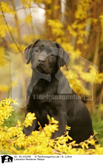 Labrador Retriever Welpe / labrador retriever puppy / KL-03348