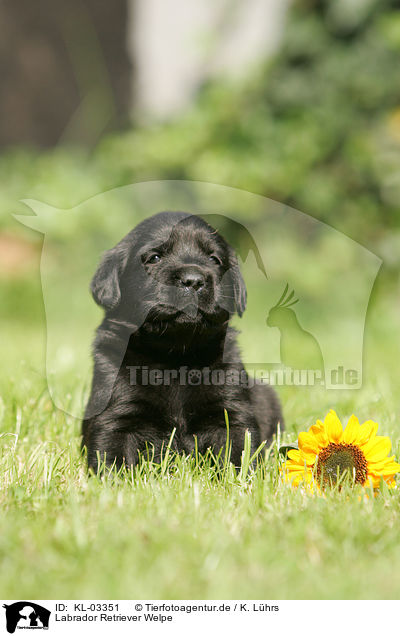 Labrador Retriever Welpe / labrador retriever puppy / KL-03351