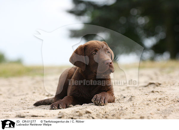 Labrador Retriever Welpe / Labrador Retriever puppy / CR-01277