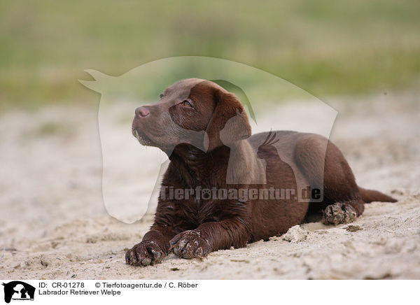 Labrador Retriever Welpe / Labrador Retriever puppy / CR-01278