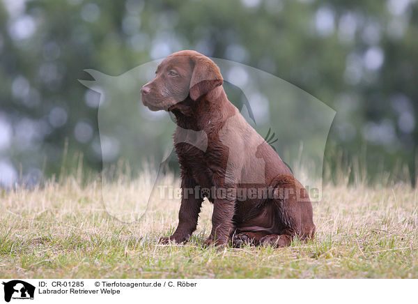 Labrador Retriever Welpe / Labrador Retriever puppy / CR-01285