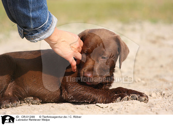 Labrador Retriever Welpe / Labrador Retriever puppy / CR-01288