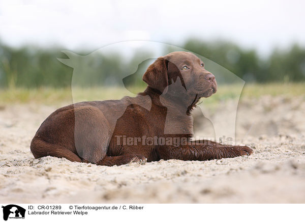 Labrador Retriever Welpe / Labrador Retriever puppy / CR-01289