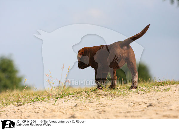Labrador Retriever Welpe / Labrador Retriever puppy / CR-01290
