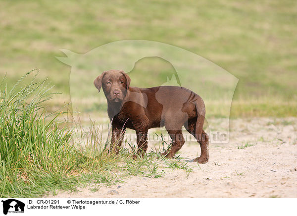 Labrador Retriever Welpe / Labrador Retriever puppy / CR-01291