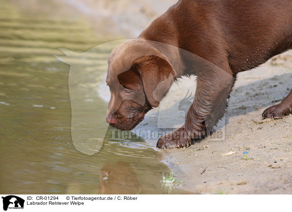 Labrador Retriever Welpe / Labrador Retriever puppy / CR-01294