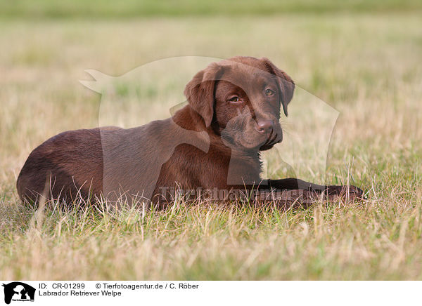 Labrador Retriever Welpe / Labrador Retriever puppy / CR-01299