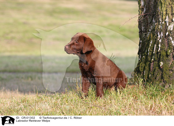 Labrador Retriever Welpe / Labrador Retriever puppy / CR-01302