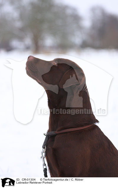 Labrador Retriever Portrait / Labrador Retriever Portrait / CR-01304