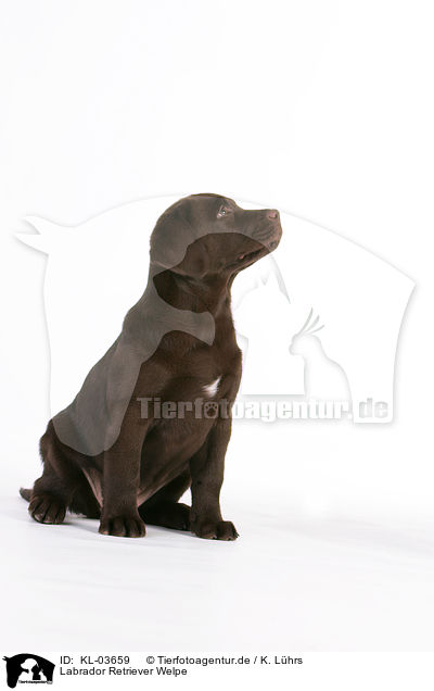 Labrador Retriever Welpe / Labrador Retriever Puppy / KL-03659