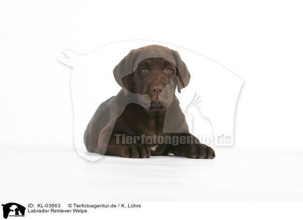 Labrador Retriever Welpe / Labrador Retriever Puppy / KL-03663