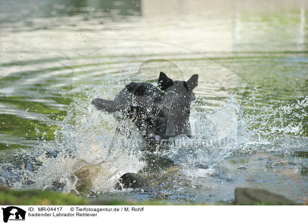 badender Labrador Retriever / bathing Labrador Retriever / MR-04417