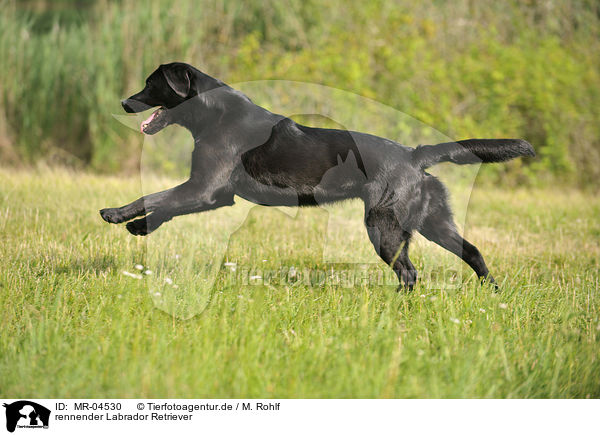 rennender Labrador Retriever / running Labrador Retriever / MR-04530