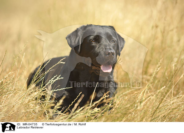 Labrador Retriever / Labrador Retriever / MR-04735