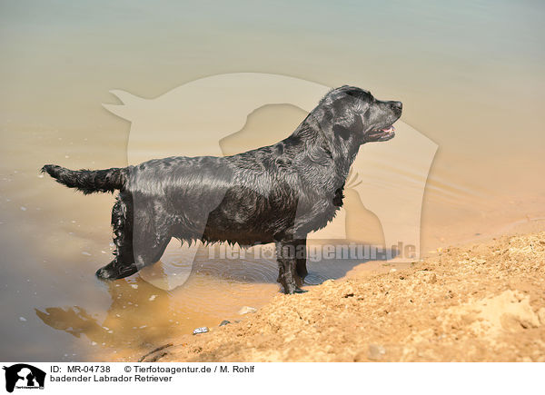 badender Labrador Retriever / bathing Labrador Retriever / MR-04738