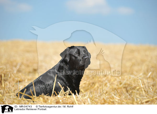 Labrador Retriever Portrait / Labrador Retriever Portrait / MR-04743