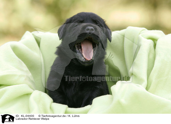 Labrador Retriever Welpe / Labrador Retriever Puppy / KL-04400