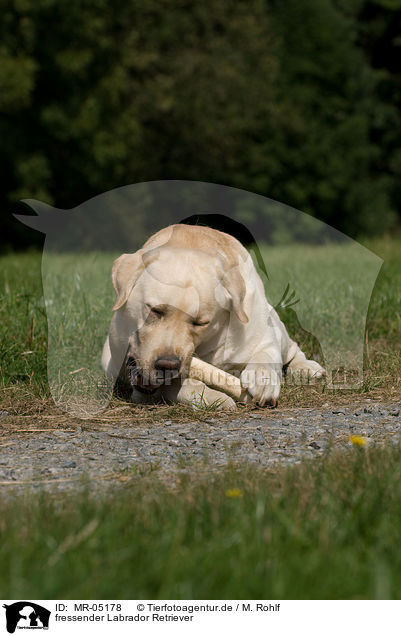 fressender Labrador Retriever / eating Labrador Retriever / MR-05178