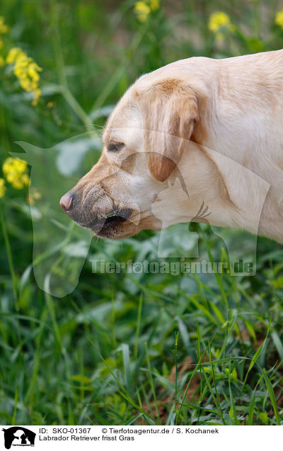 Labrador Retriever frisst Gras / Labrador Retriever eats grass / SKO-01367