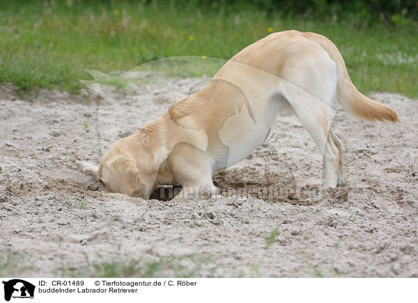 buddelnder Labrador Retriever / digging Labrador Retriever / CR-01489