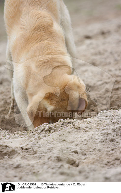 buddelnder Labrador Retriever / digging Labrador Retriever / CR-01507