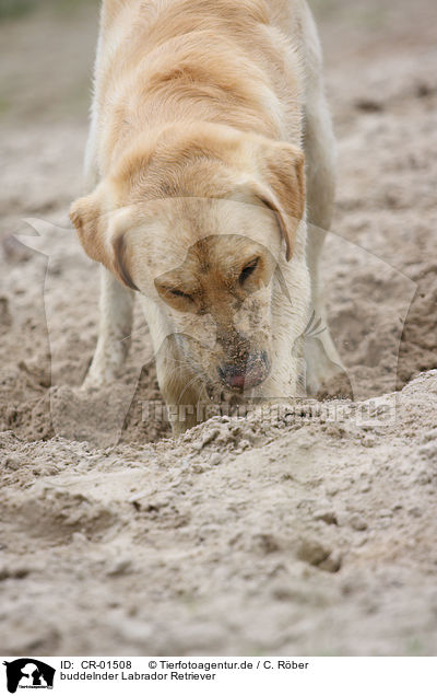 buddelnder Labrador Retriever / digging Labrador Retriever / CR-01508