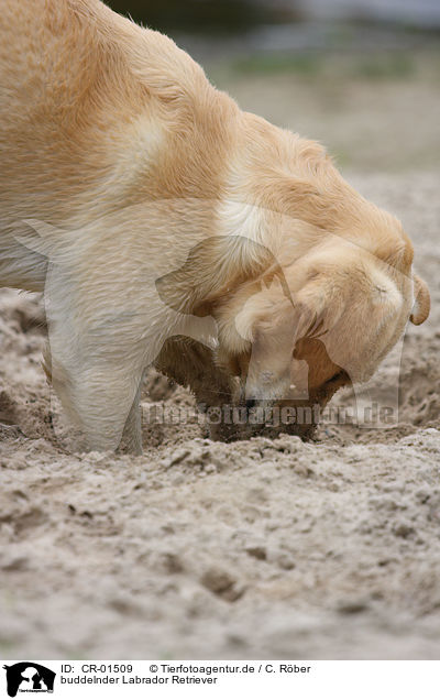 buddelnder Labrador Retriever / digging Labrador Retriever / CR-01509