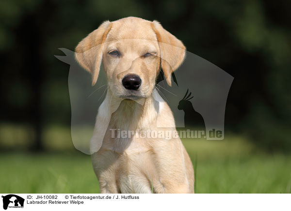 Labrador Retriever Welpe / Labrador Retriever Puppy / JH-10082