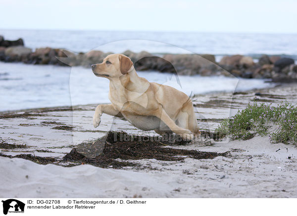 rennender Labrador Retriever / running Labrador Retriever / DG-02708