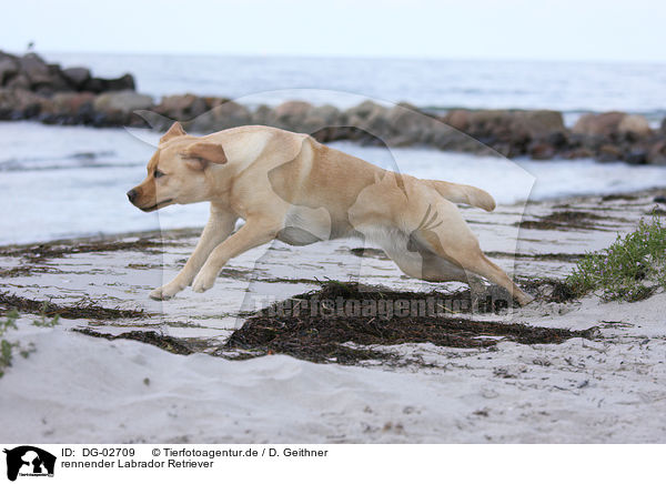 rennender Labrador Retriever / running Labrador Retriever / DG-02709
