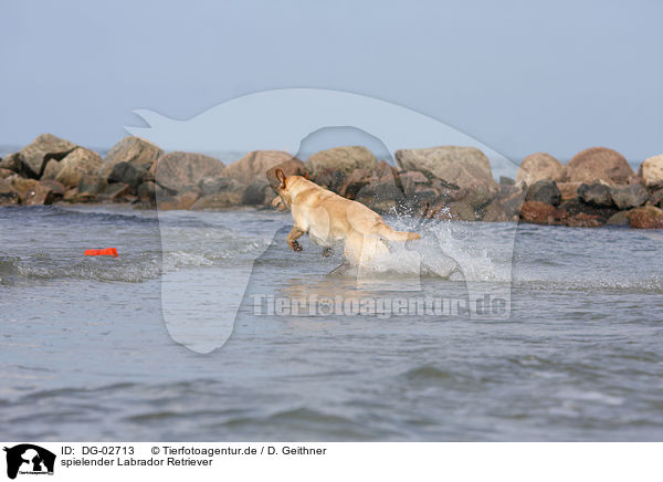 spielender Labrador Retriever / playing Labrador Retriever / DG-02713