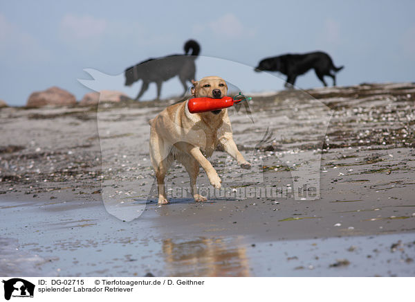spielender Labrador Retriever / playing Labrador Retriever / DG-02715