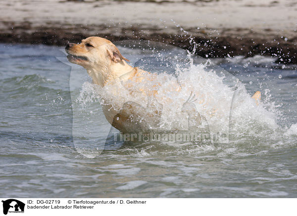 badender Labrador Retriever / bathing Labrador Retriever / DG-02719
