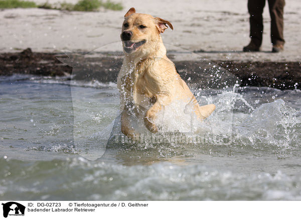 badender Labrador Retriever / bathing Labrador Retriever / DG-02723