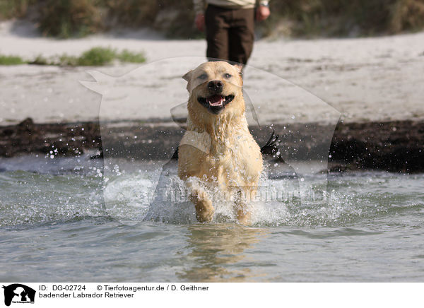 badender Labrador Retriever / bathing Labrador Retriever / DG-02724