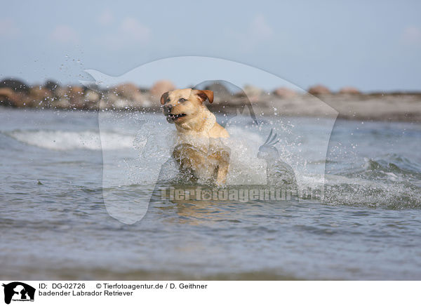 badender Labrador Retriever / bathing Labrador Retriever / DG-02726