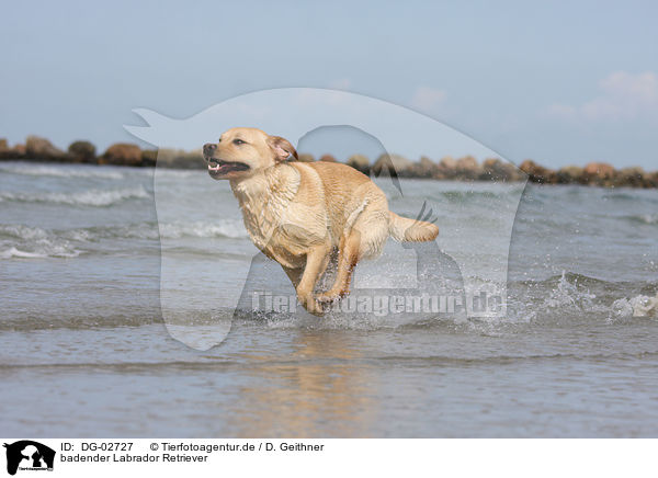 badender Labrador Retriever / bathing Labrador Retriever / DG-02727