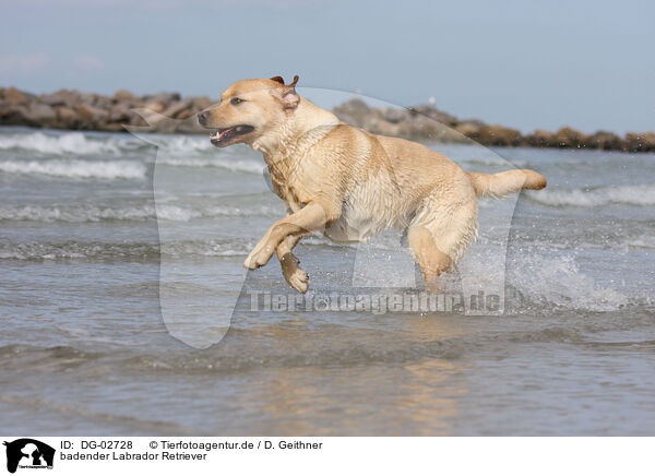 badender Labrador Retriever / bathing Labrador Retriever / DG-02728