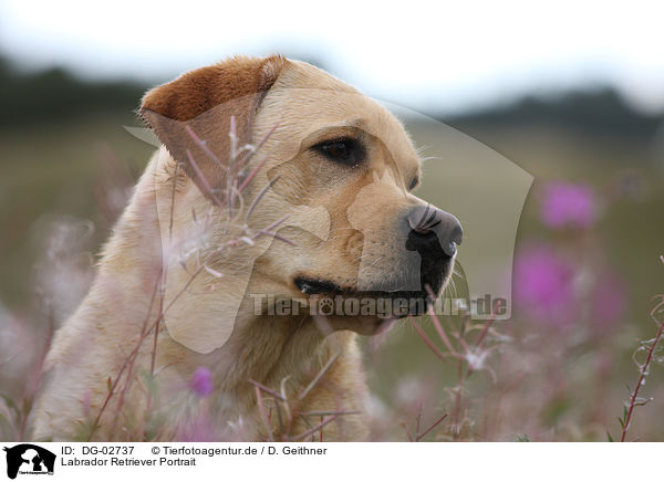 Labrador Retriever Portrait / Labrador Retriever Portrait / DG-02737