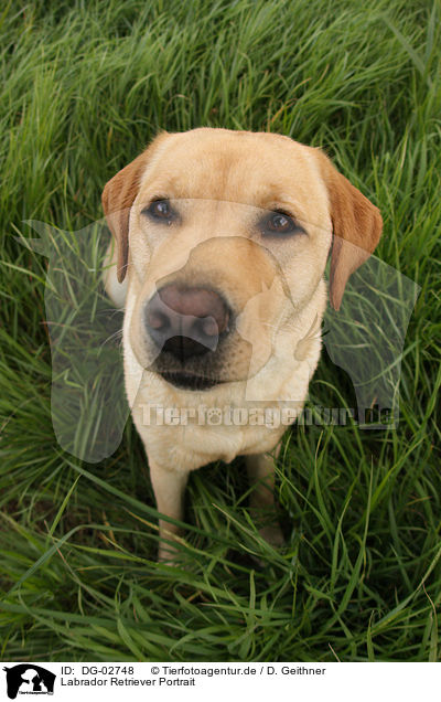 Labrador Retriever Portrait / Labrador Retriever Portrait / DG-02748