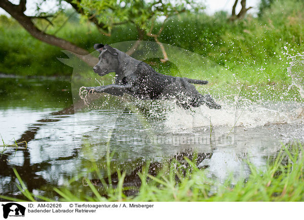 badender Labrador Retriever / bathing Labrador Retriever / AM-02626