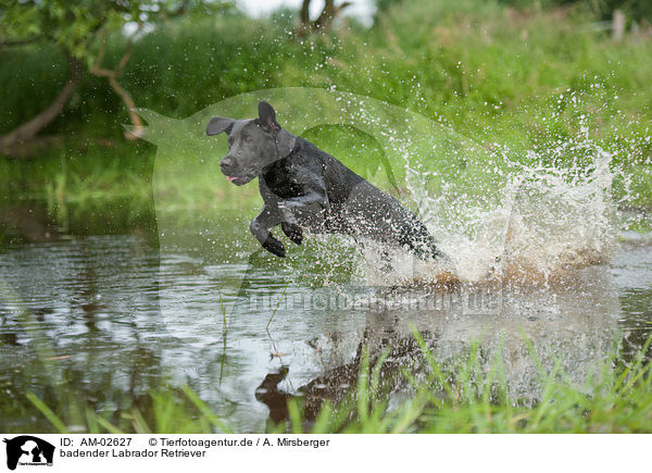 badender Labrador Retriever / bathing Labrador Retriever / AM-02627