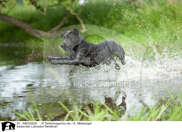 badender Labrador Retriever / bathing Labrador Retriever / AM-02628