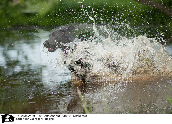 badender Labrador Retriever / bathing Labrador Retriever / AM-02629