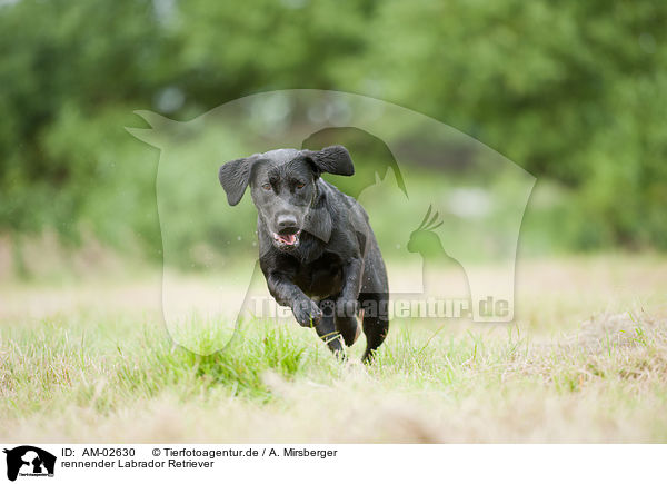rennender Labrador Retriever / running Labrador Retriever / AM-02630