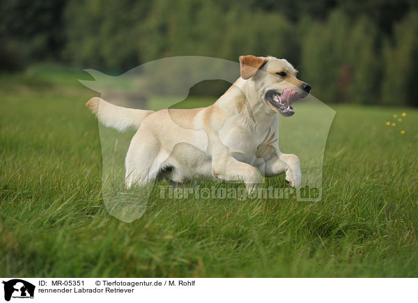 rennender Labrador Retriever / running Labrador Retriever / MR-05351