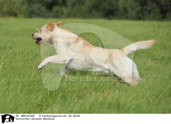 rennender Labrador Retriever / running Labrador Retriever / MR-05366